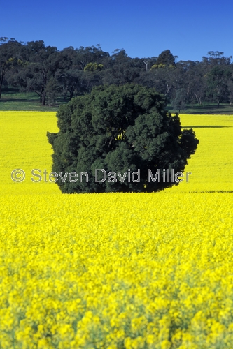 canola field;canola;canola picture;canola crop;southern new south wales;parkes;newell highway;newell hwy
